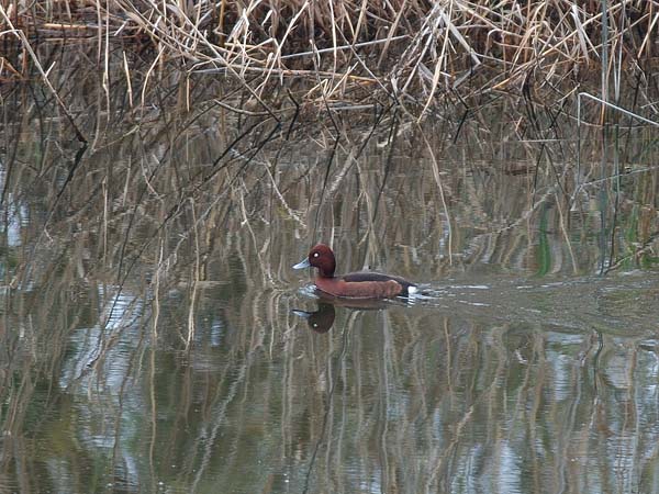 Ruskosotka, Ferruginous Duck, Aythya nyroca